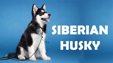 Siberian Husky Facts And Characteristics Everything You Need To