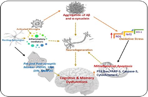 Pathogenesis Of Neurodegenerative Diseases A Diagram Showing The Role