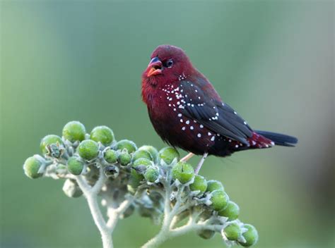 Top 25 Wild Bird Photographs Of The Week Seed Eating Birds National