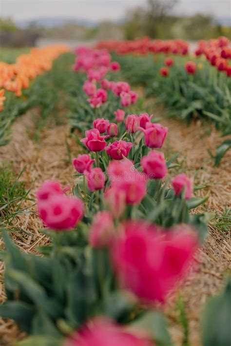 Pink Tulips Blooming On Field At Flower Plantation Farm In Netherlands