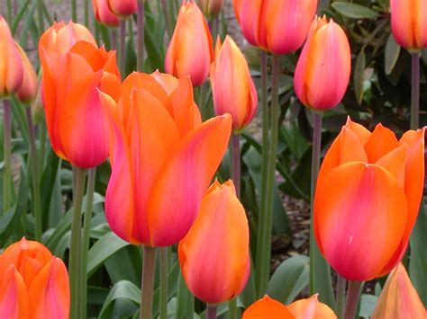 Pink Orange Tulips Orange Tulips Tulips Flowers