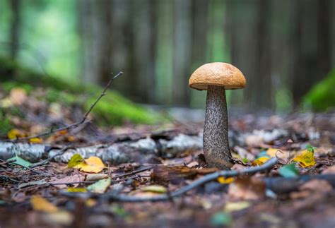 無料画像 森林 葉 木 真菌 ペニーバン 食用キノコ ボレテ トランク カキのキノコ アガリック 5750x3933