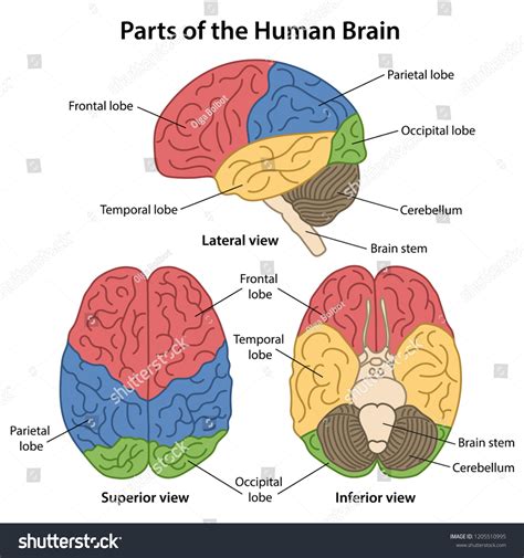 Brain Diagram Labeled Top View