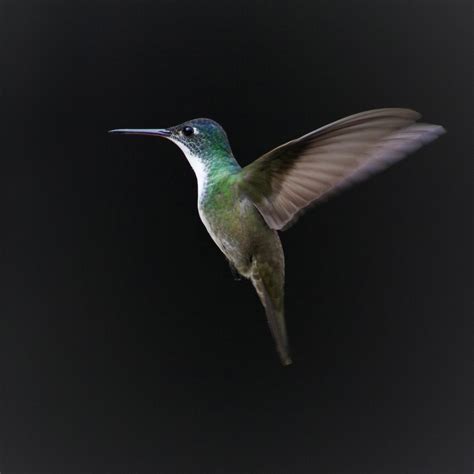 Flying Hummingbird · Free Stock Photo
