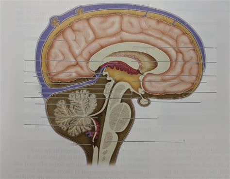 Midsagittal Section Of Brain Diagram Quizlet