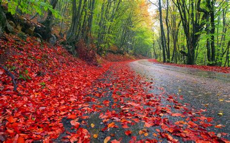 Rainy Forest Wallpaper Wallpapersafari