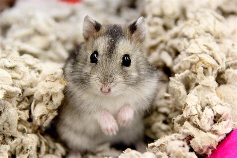 Campbells Dwarf Hamster Profile Facts Traits Colors Size