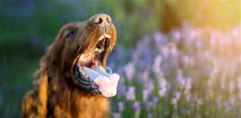 Why Your Dog Is Foaming At The Mouth And What To Do Daily