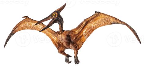 Pteranodon Pterodactyl Dinosaurio Sobre Fondo Blanco 8843960 Png