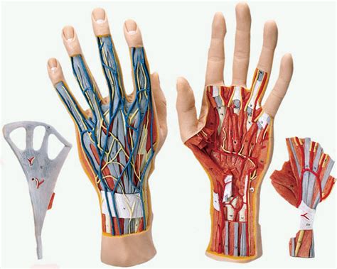 Human Hand Models