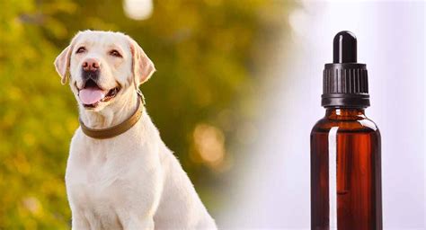 Apoquel For Dogs Apoquel Uses Side Effects And Dosage Explained