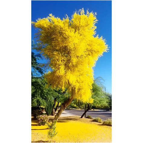 A Beautiful Palo Verde Tree In Full Bloom The Palo Verde Is The State