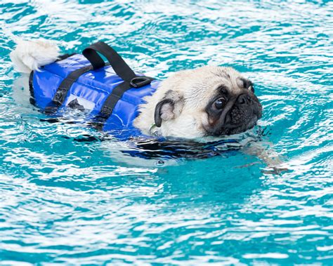 Swimming Pug Kooky Pugs