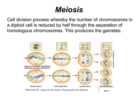 Ppt Meiosis And Sex Linked Traits Powerpoint Hot Sex Picture