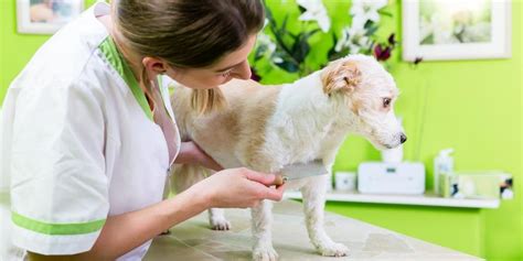 A Guide To Winter Flea And Tick Control Troy And Wentzville Veterinary