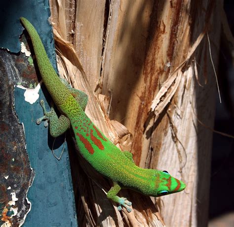 8 Best Lizard Pets If You Are The Scaly Type