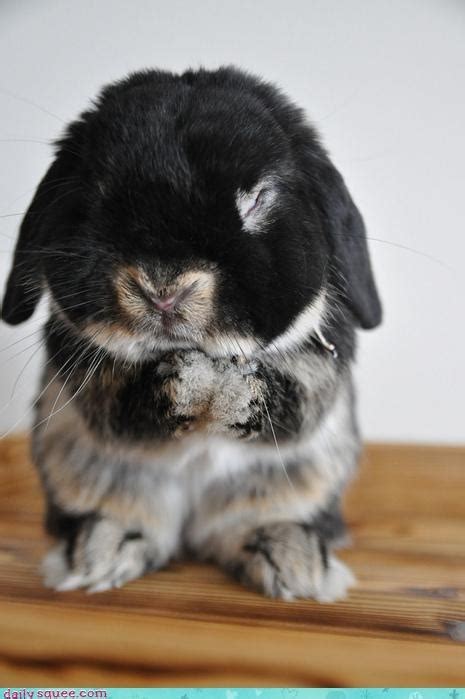 Baby Black Bunny Cute Fluffy Nose Image 91313 On