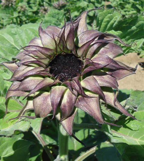 Sunfill Purple Sunflower John Scheepers Kitchen Garden Seeds