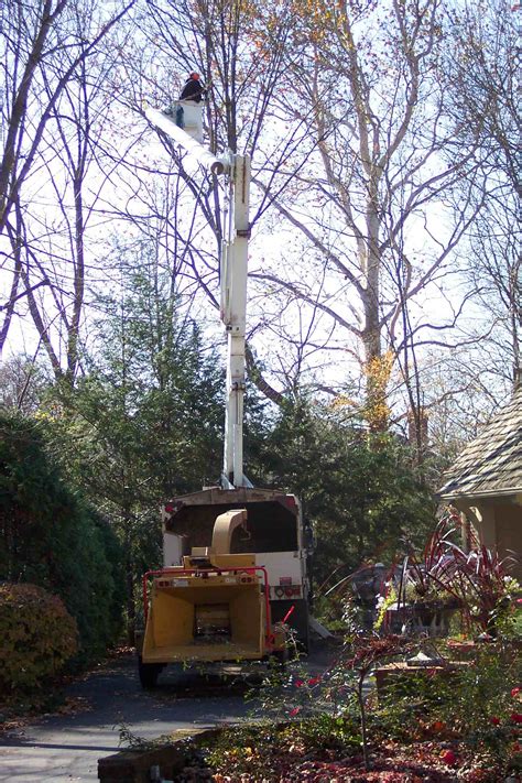Tree Services Green Arbor Tree Experts Inc Indianapolis
