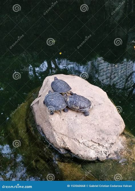 Three Water Turtles On A Rock In A Pond Stock Photo Image Of Scale