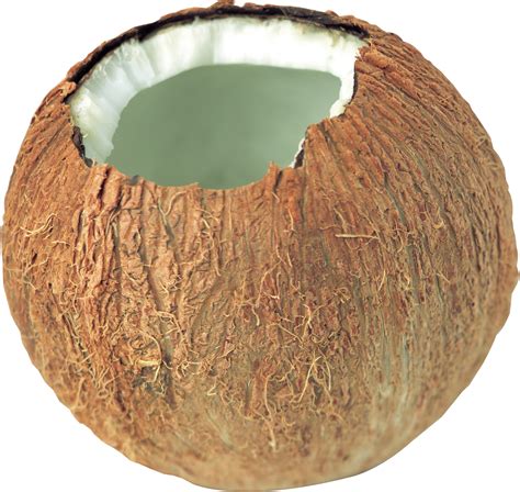 Whole Coconut Clipart 10 Free Cliparts Download Images On Clipground 2023