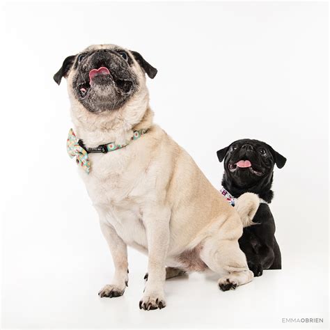 Pug Portrait Photography Photography By Emma
