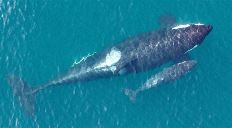 Killer Whale Protection National Marine Mammal Foundation