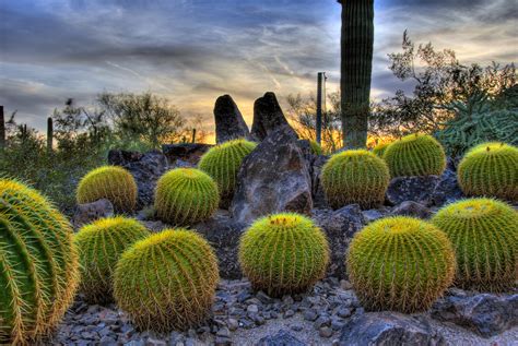 Barrel Cactus At The Desert Botanical Garden Phoenix Az Ash Mehta