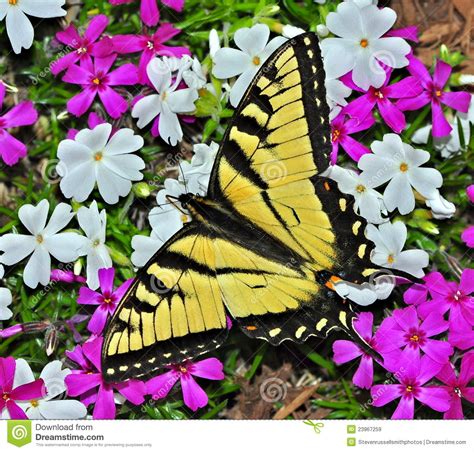 De Vlinder Van Swallowtail Van De Tijger Glaucus Papilio Stock