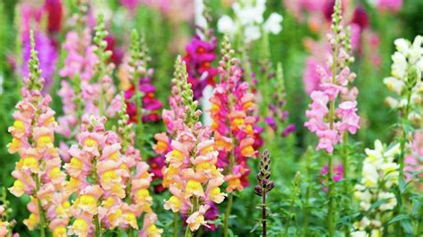 How To Grow And Care For Snapdragons Bunnings Australia