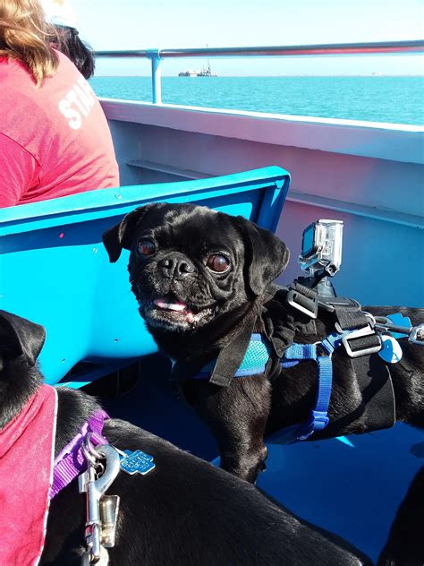 Im On A Boat Yo Another Pic From The Chicago Canine Cruise Rpugs