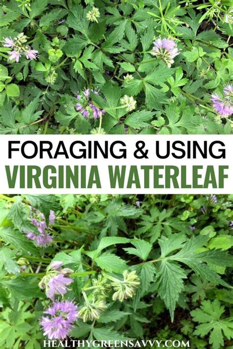 Virginia Waterleaf Hydrophyllum Virginianum Early Wild Edible