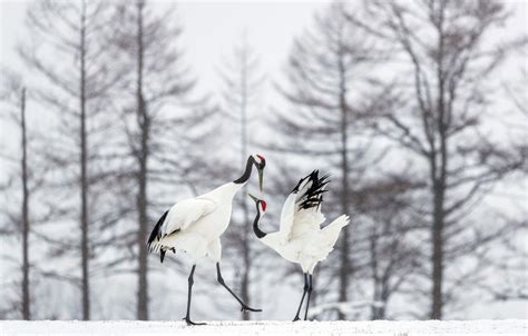 Wallpaper Snow Birds Dance Red Crowned Crane Images For Desktop