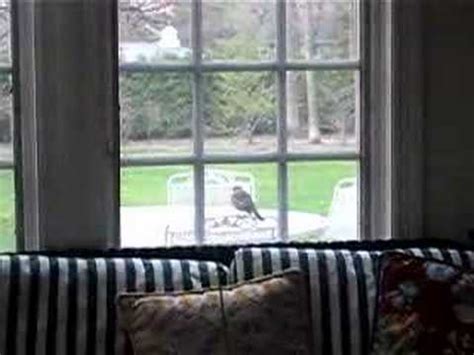 Check spelling or type a new query. Crazy bird hitting window - YouTube