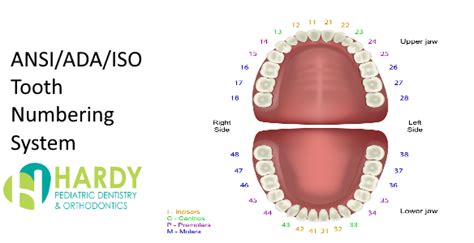 What Is Dental Notation Ansiadaiso Tooth Numbering System Hardy
