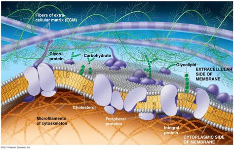 The Plasma Membrane Structure Anatomy Physiology