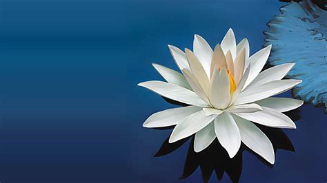 Lotus Flower Wallpapers Top Hình Ảnh Đẹp