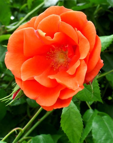 Free Images Flower Petal Orange Floribunda Flowering Plant