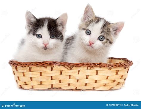 Two Kittens In A Basket On A White Background Stock Image Image Of