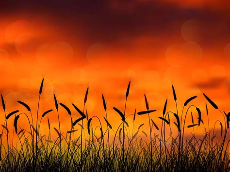 Sunset In The Reed On The Nature 5950393 Vector Art At Vecteezy