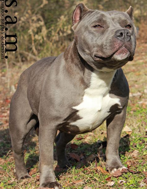 Pure breed pitbull puppies for sale in india. Cirock American Bully Female | Miley Blue Crush Daughter ...