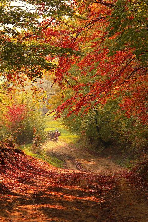 Road In Autumn Dirt Road Fall Trees Colorful Scenic Leaves