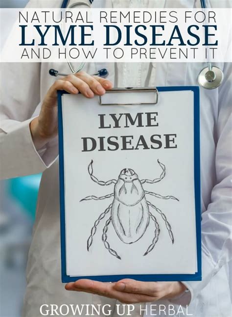 Natural Remedies For Lyme Disease And How To Prevent It