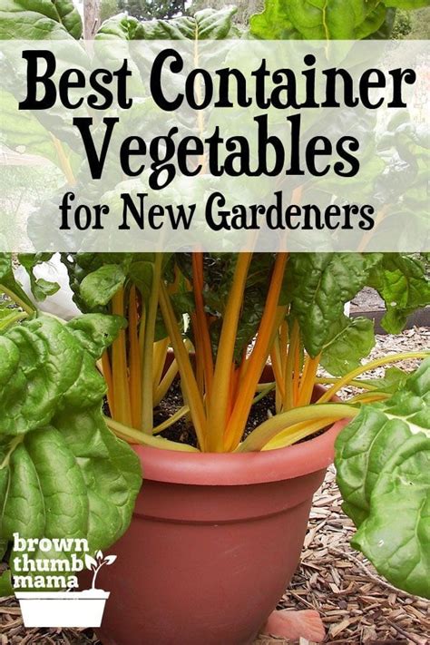 5 Best Container Vegetables For Beginning Gardeners Container