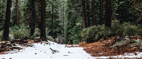 Download Wallpaper 2560x1080 Forest Pines Trees Snow Nature Dual