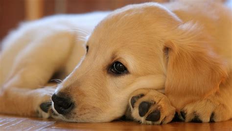 Golden retriever puppies are adorable and if you are buying one of your own, sometimes making a choice can be difficult. This Disease Affects 80% of Golden Retrievers. Is Your Pup ...
