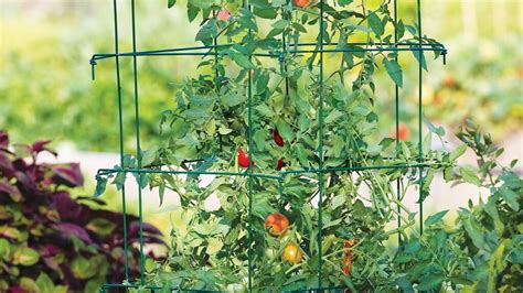 Tomato Cages How To Make Supports For Healthier Tomato Plants Garden