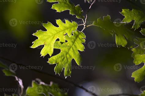 Backlit Oak Leaves 16306958 Stock Photo At Vecteezy