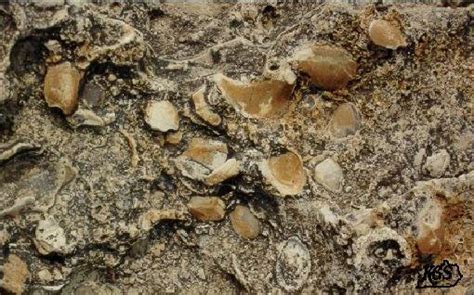 Some Bivalve Fossils Found In Kentucky Fossils Kentucky Geological