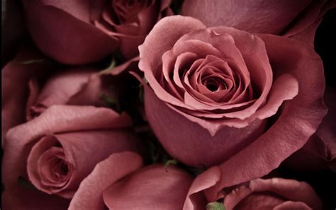 Wallpaper Flowers Red Petals Pink Flower Flora Petal Buds